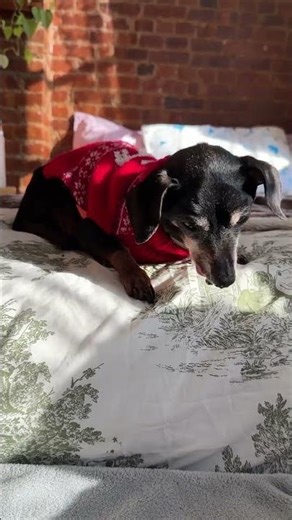 How all dogs should be this Christmas: Safe, warm, and cozy inside 🫶