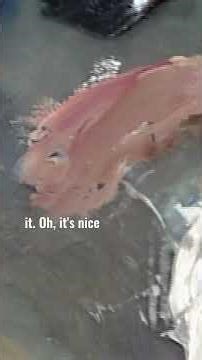 Bob Ross paints a footbridge foundation #paintlikebobross #artist #bobross