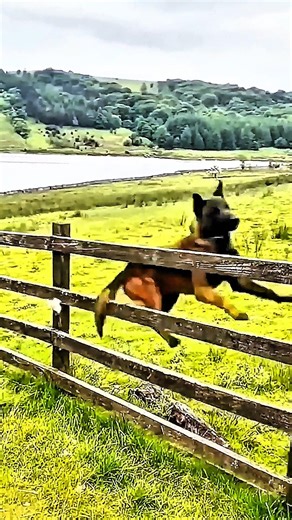 Dog Chase Survival Guide