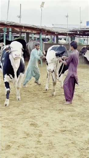 Karachi Cow Mandi 😍 Kamran Samman Cattle Farm Latest update #cow #bull #cattleworld #animals