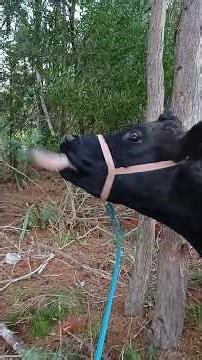 look at that #tongue 😂 #housecow #cow #myrtle #wattles #taming #familycow #cowfield #delicious