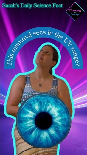 This mammal can see in the UV range?
