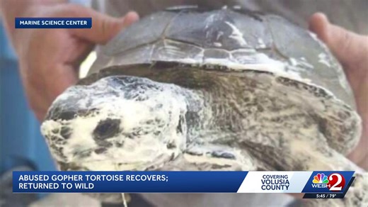 Gopher tortoise recovers; returned to wild after covered in spray insulation