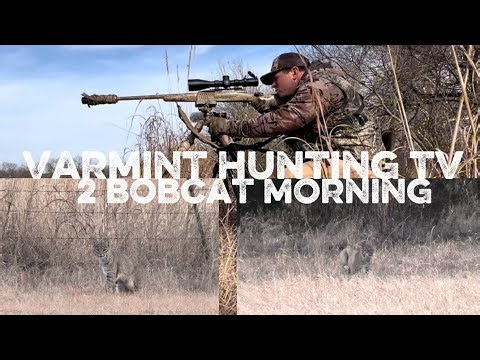 Bobcat Hunting- December Bobcats, stand sounds with tips and tricks. 