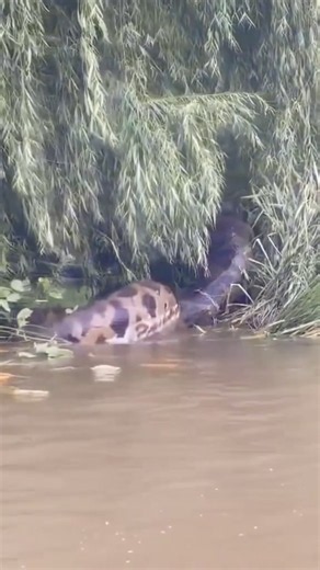 Giant Anaconda Splashes into River! 🐍😱 #Shorts #PUMAB