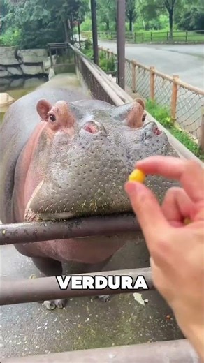 The Hippos Were Trolled Every Day 🤯❤️