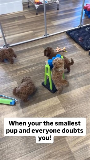 Thoughtfully raised Cavapoo available for adoption and hoping to join a Utah family. #UtahDogs #CavapooLife #ForeverPet #PetAdoption | Cavapoo puppies for adoption near me