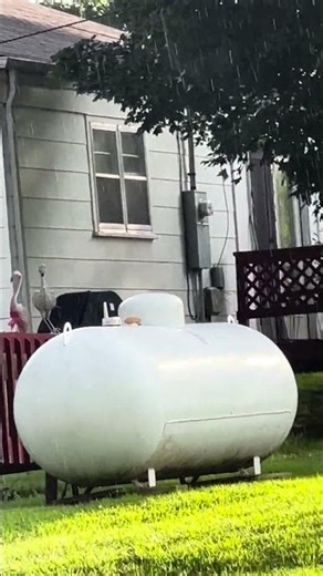 Groundhog Just Chilling in the Wild! 🦫