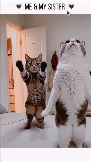 Crazy Cats |#caleb #fun and crazy kids #MyChildlebensborn #aubrey #funny #lucasandmarcus #mrlottusvg