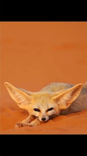Meet the Adorable Fennec Fox 🦊 | Nature’s Tiny Desert Survivor!