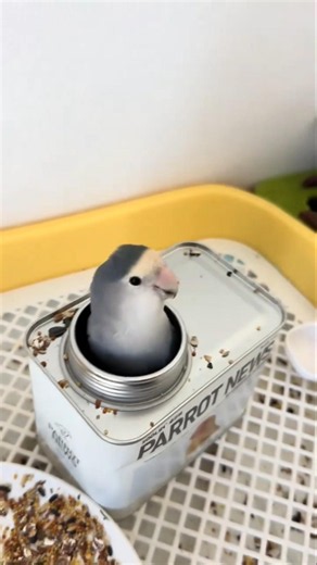 This parrot is hiding inside the bird food jar, devouring its meal.#parrot #birds #lovebirds #shorts