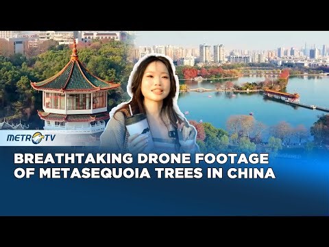 Stunning Drone Footage Captures Golden Metasequoia Trees Drawing Crowds In China's