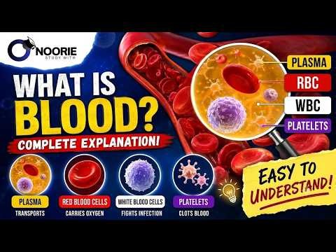 What Is Blood? How Your Blood Actually Works: The Complete Guide!