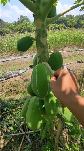 A simple way to extract papaya sap -Agriculture farming #shorts