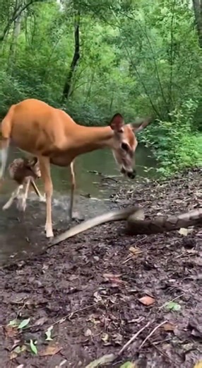 Mother Deer Fights Python to Save Her Baby 🦌🐍 Emotional Wildlife Rescue Moment