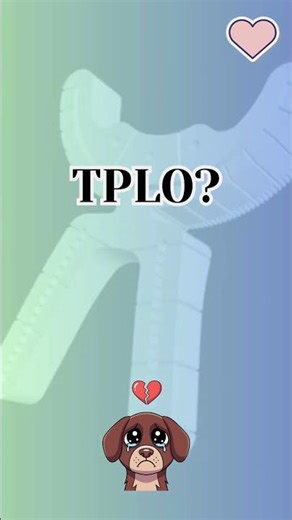 Ariel’s second surgery 2024 - Tibial Plateau Leveling Osteotomy TPLO — bone cut, plat...
