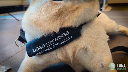 We've got big news! Meet DWW Summer! This talented girl joined the Luna team a few months ago, learning the ropes and preparing for duty. We're pleased to share that she is now ready to start working with children and youth! Summer's job is to support children, youth and their families during difficult times, helping them to feel relaxed and safe. Starting today, Summer is on-duty, making her way through our Child Space, snuggling with new friends in a child forensic interviews and even supporti