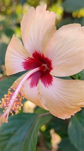 5 Mysterious Plant Adaptations That Shocked Scientists #shorts