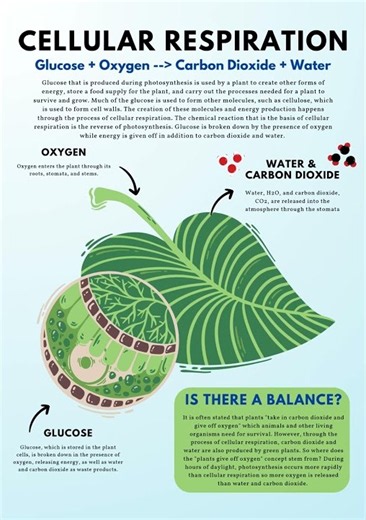 Photosynthesis Explained 🌱☀️ | How Plants Make Food