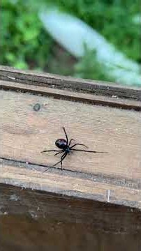 Watching for black widow spiders #narrowayhomestead #offgrid #safety #beaware #venomous #blackwidow