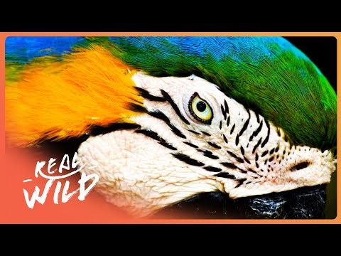 PLANET PARROT | The Most Intelligent Birds On Earth? | 4K