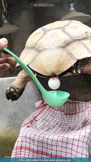 Hatching a turtle egg |#shortsvideo