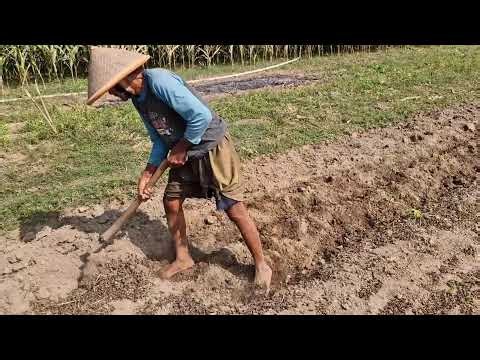 SATISFYING SOIL CULTIVATION! THIS CREATIVE FARMING TOOL SAVES TIME AND ENERGY - Agricultural Farming