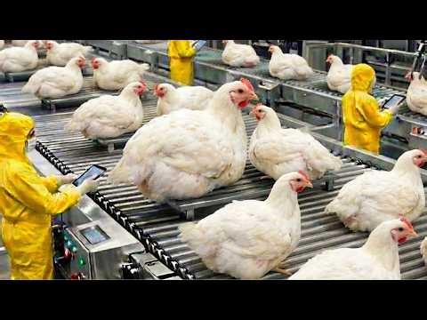 Inside the Modern Chicken Processing Factory — From Farm to Packaged Meat (Full Process)