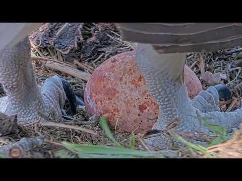 Iris Lays First Egg Of The Season At Hellgate Osprey Nest | May 4, 2026