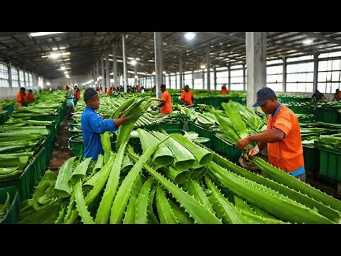 How ALOE VERA Gel Is Made in Factories | Full Process