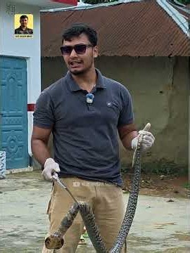 প্রচন্ড রাগী পদ্মগোখরা #snake #wildliferescue #cobra #snakerescue #awareness #animals #shorts