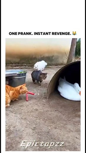 EPICTAPZZ on Instagram: "This is a 15-second video built on pure chaos and cartoon-style humor. A duck is sitting peacefully, minding his own business, when a cat casually walks up and places a firecracker right next to him. For a moment, nothing happens — then it explodes. In the next second, the duck switches from calm mode to full attack, chasing the cat without hesitation. The timing, expressions, and sudden role reversal make this clip hilarious. It’s fast, exaggerated, and clearly meant to