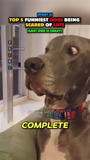 Top 5 Funniest Dogs Being Scared of Cats🐶😾 (PART 2)
