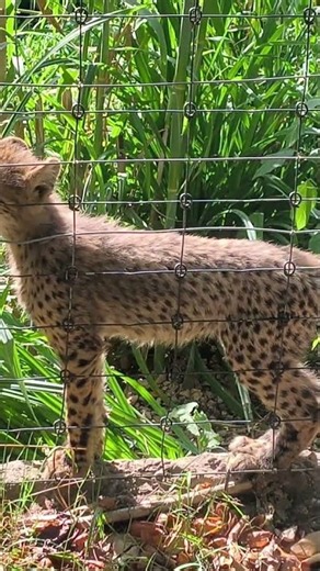 Baby Cheetah Meows Nonstop 😍 The Cutest Sounds You'll Hear Today!