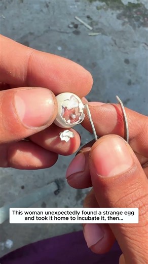This woman unexpectedly found a strange egg and took it home to incubate it, then...