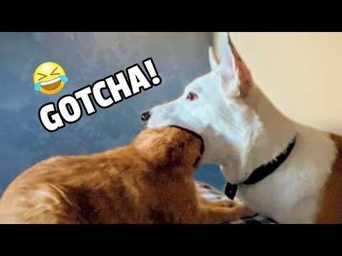 Are Cats Funnier Than Dogs?  HILARIOUS Compilation 😹