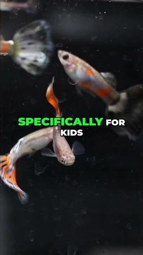 The BEST Beginner Aquarium Fish | Colorful Fish