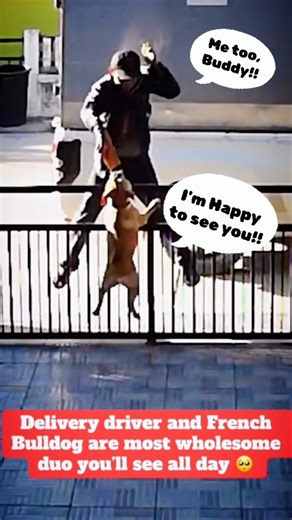 Dogs LOVE the Delivery Guy! Cutest Reactions Ever 🐶📦❤️