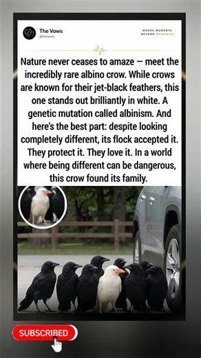 Albino crow thrives with its flock. Beauty in difference. 🐦⬜