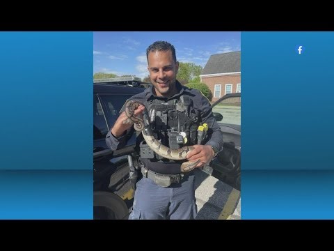 Westlake police capture ball python after receiving complaint of 'unwanted slithering'