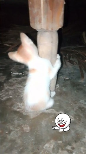 wwwww two cats Fighting😂🐈 Plasse 100k subscribe #anmals #cat #funniestvideo #funnycats