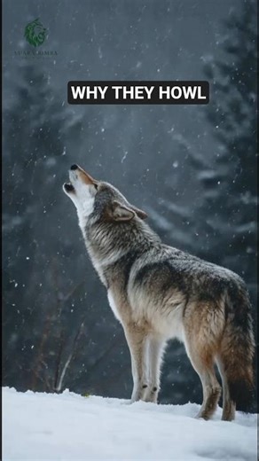 Why Wolves Howl❓️