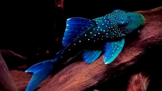 The alien fish looked so dangerous his mom asked where did he buy it from....Answer was Dark Web