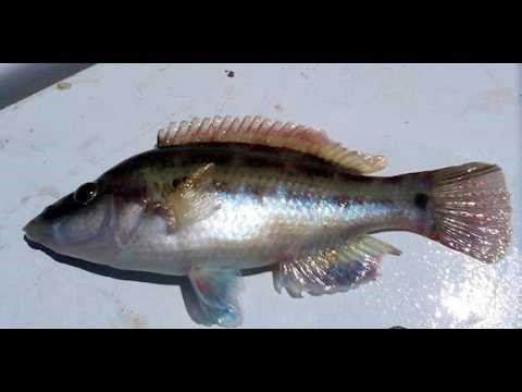 ΔΙΑΒΑΙΝΟΝΤΑΣ ΤΗΝ ΑΝΟΠΑΙΑ ΑΤΡΑΠΟ 2026 ΕΠ.63 ΧΕΙΛΟΥ ΠΙΚΡΕΣ ΕΡΩΤΗΣΕΙΣ ΣΚΛΗΡΕΣ ΑΠΑΝΤΗΣΕΙΣ