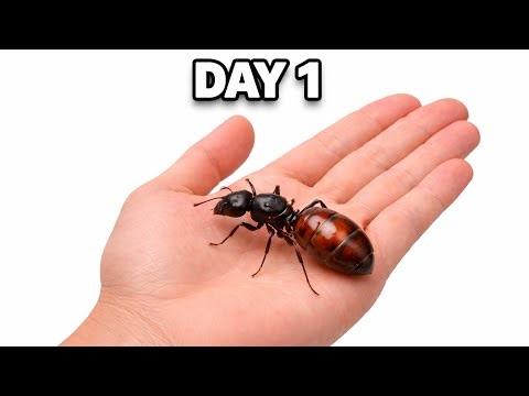 I Tried Raising The World's Largest Queen Ant Into a Empire!