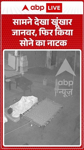 Viral Video : सामने देखा खूंखार जानवर, फिर किया सोने का नाटक | #MountAbuLeopard