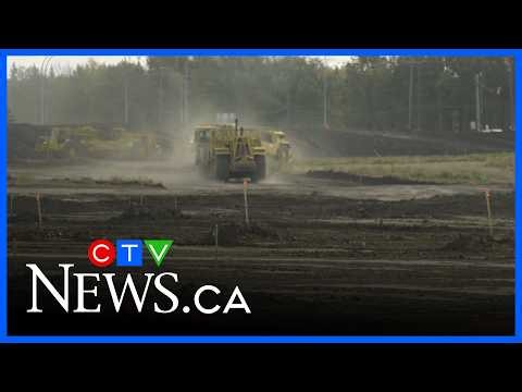 Tree removal sparks backlash in south Edmonton