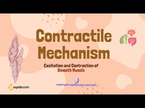 Excitation and Contraction of Smooth Muscle | Contractile Mechanism