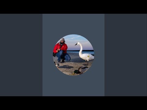 halim is live!
