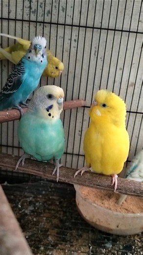 Budgie Sounds / Singing / Chirping /Talking /Mating /Playing